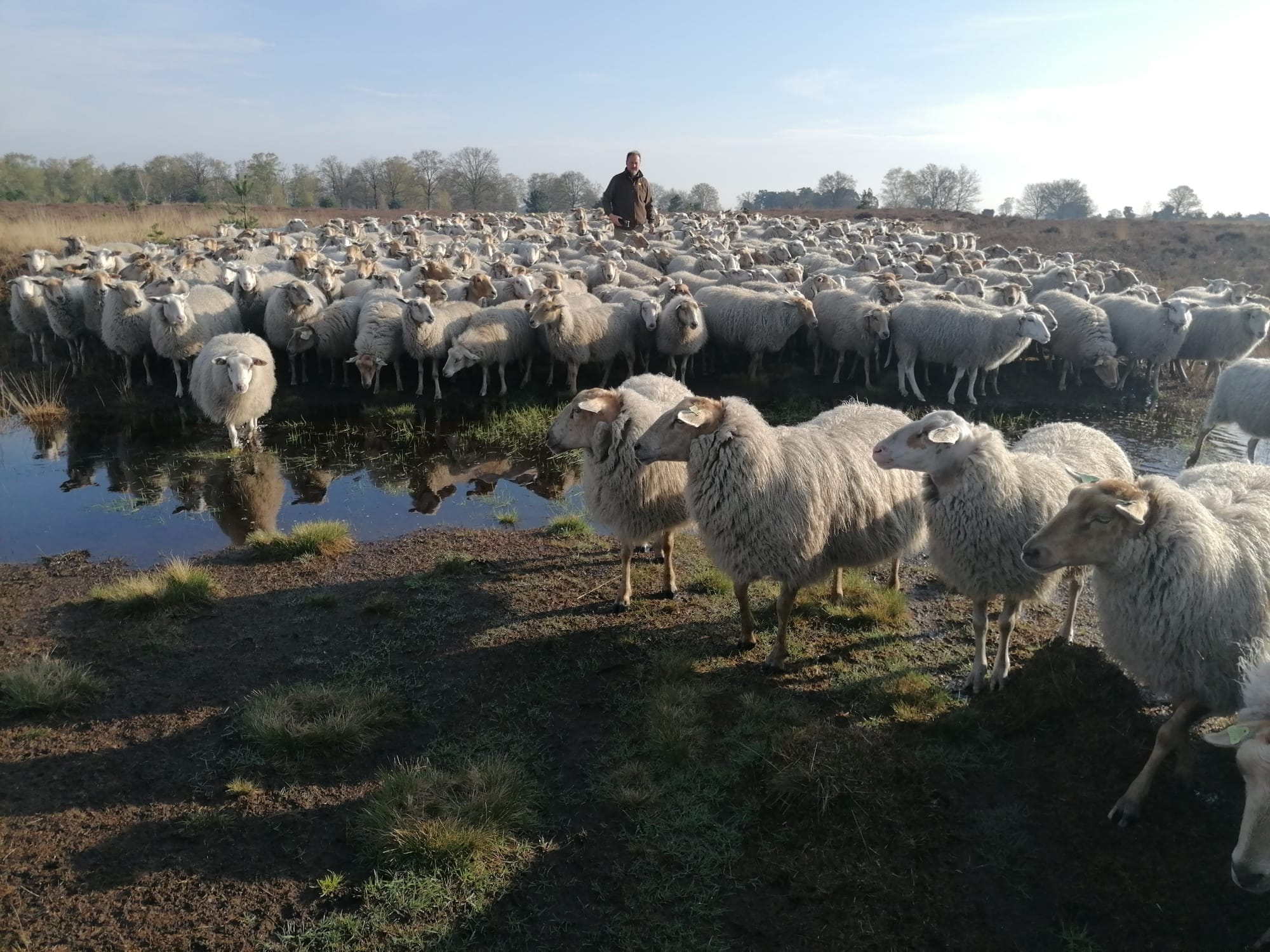 natuurbegrazing